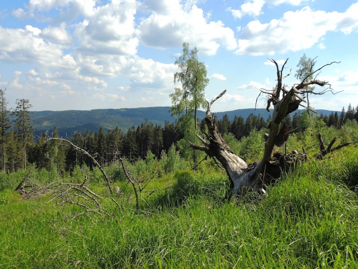 Paseky pod Bišovkou